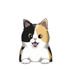 Calico Shorthair 1