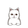 Exotic shorthair 7