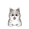 Ocicat 1