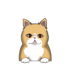 Exotic shorthair 1
