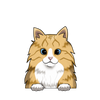 Maine Coon 1