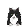 Norwegian forest 2