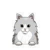 Norwegian forest 3