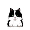 Tuxedo cat long hair 1