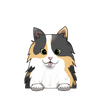 Calico 1
