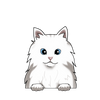 Angora 1