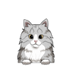 Maine Coon 3