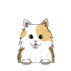 Turkish Van long hair 1