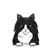 Norwegian forest 4