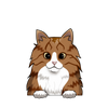 Maine Coon 2