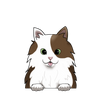 Turkish Van long hair 2