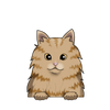British Longhair 2