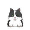 Tuxedo cat long hair 2