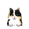 Calico 2