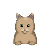 British Shorthair 5