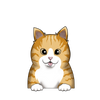American wirehair 3