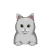 British Shorthair 2