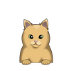 British Shorthair 4