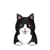American wirehair 2