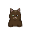British Shorthair 6