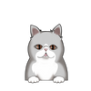 Exotic shorthair 3