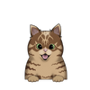 Ocicat 5