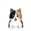 Calico Shorthair 2