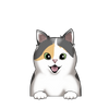 Calico Shorthair 3