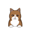 Exotic shorthair 2