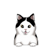 Snowshoe 1