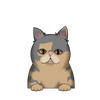 Exotic shorthair Tortoiseshell