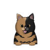 Tortoiseshell Shorthair 4