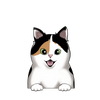 Calico Shorthair 4