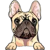 French Bulldog (3)
