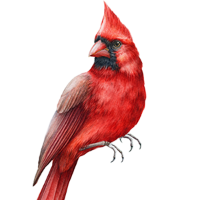 Karenhi Red Cardinal - Regalo Commemorativo Per La Perdita Della