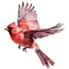 Cardinal