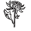 November(Chrysanthemum)