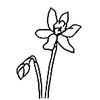 March(Daffodil)