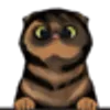 SCOTTISH FOLD