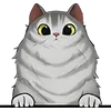 Cat (13)