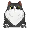 Cat (4)