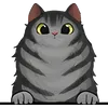 Cat (10)