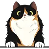 Cat (8)
