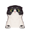 43