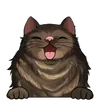 Dlouhosrsté kočky2