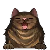 Dlouhosrsté kočky3