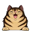 Dlouhosrsté kočky11