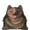 Dlouhosrsté kočky1