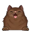 Dlouhosrsté kočky41