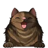 Dlouhosrsté kočky4